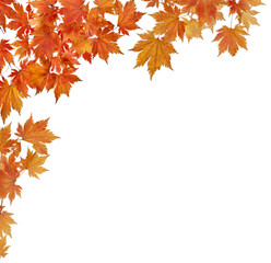 orange bright maole tree leaves corner