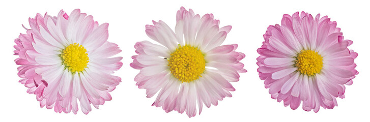 three pink color daisy small blooms isolated on white