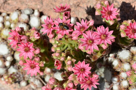 Spinnweb-Hauswurz mit Biene