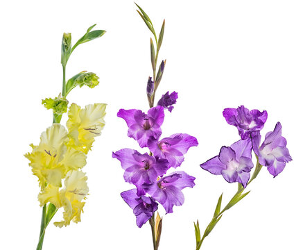 three fine gladiolus flower on white
