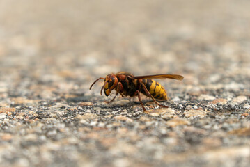 The wasp sits on the asphalt