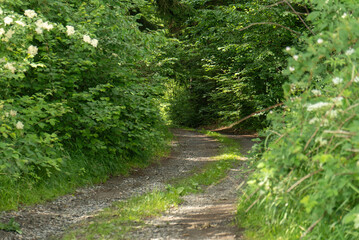 Rural road in dense forest. Bavaria, Germany