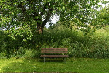 Obraz premium An Empty Bench Stands Under The Branches Of An Old Tree On A Sunny Day