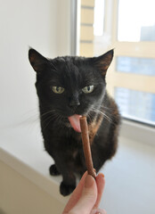 funny black cat with tasty snack