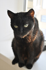 portrait of an old black cat