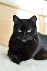 portrait of an old black cat