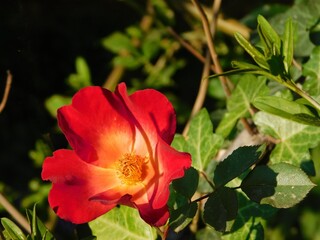 Red and yellow rosa cocktail, or Meimick shrub rose