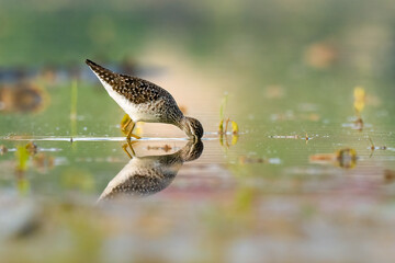 Beautiful nature scene with bird Wood sandpiper (Tringa glareola). Wildlife shot of Wood sandpiper...