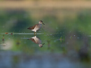 Beautiful nature scene with bird Wood sandpiper (Tringa glareola). Wildlife shot of Wood sandpiper (Tringa glareola) on the pond. Wood sandpiper (Tringa glareola) in the nature habitat.