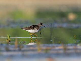 Beautiful nature scene with bird Wood sandpiper (Tringa glareola). Wildlife shot of Wood sandpiper (Tringa glareola) on the pond. Wood sandpiper (Tringa glareola) in the nature habitat.