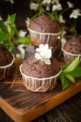 Double chocolate muffins covered with melted chocolate on a wooden background with cherry flowers
