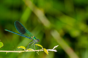 Blue-winged dragonfly perched on a green branch. Insects of rivers and lakes. Devil's horse.