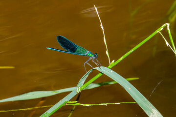 Blue-winged dragonfly perched on a green branch. Insects of rivers and lakes. Devil's horse.