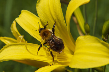ground bumblebee on a flower