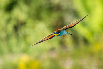 Beautiful nature scene with bird European bee-eater (Merops apiaster). Wildlife shot of European bee-eater (Merops apiaster). European bee-eater (Merops apiaster) in the nature habitat.