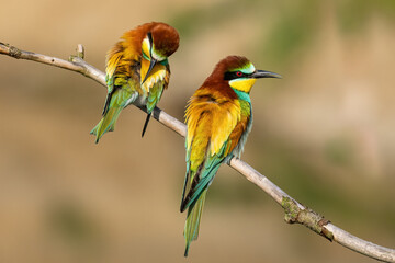 Beautiful nature scene with bird European bee-eater (Merops apiaster). Wildlife shot of European bee-eater (Merops apiaster). European bee-eater (Merops apiaster) in the nature habitat.