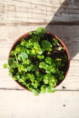 Śledziennica skrętolistna Chrysosplenium alternifolium