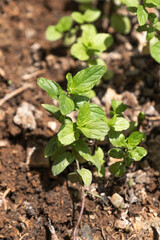 Fresh mint growing in the vegetable garden