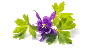Lilac aquilegia flower with green leaves on a white background, close-up, design element.