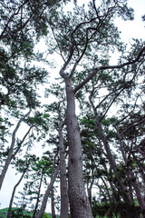Beautiful fine tree with blue sky