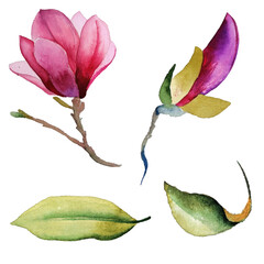 Isolated watercolor drawing of branches with magnolia flowers of pink and lilac flowers on white background