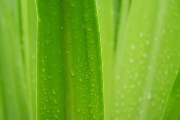 In selective focus many rain droplets on green tropical plant leaves with day light 