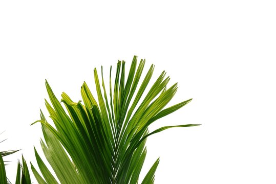 Tropical Betel Nut Tree With Leaves On White Isolated Background For Green Foliage Backdrop With Copy Space