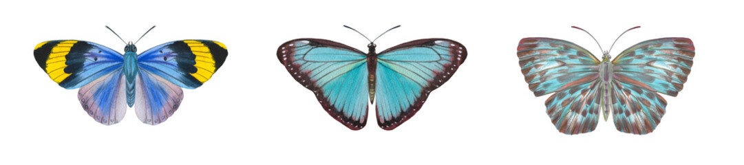 Set of bright watercolor butterflies isolated on white background. Insects painted in watercolor on paper for design, postcards, printing, wallpaper, wrapping paper.