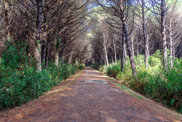 Fototapeta premium Pineta Tomboli 6