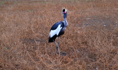 The crowned crane is a large bird with a long neck and a crown on its head. Animals in the natural environment living in the ecopark
