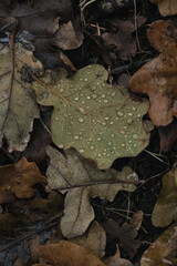 Autumn leaf with raindrops