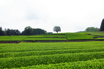 Fototapeta na wymiar 一面に広がる静岡の大淵笹場の茶畑の風景