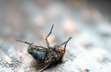 House fly from the bottom with legs with claws - a fly turned over on its back