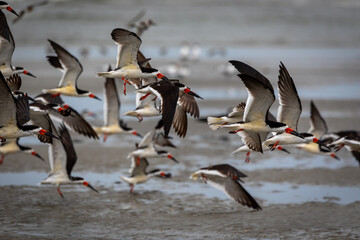 Shorebirds