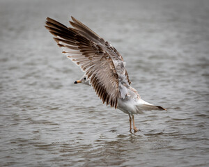 Shorebirds