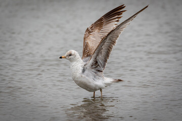 Shorebirds