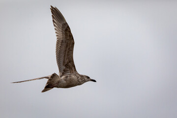 Shorebirds