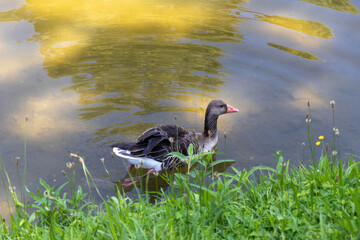 Fototapeta premium The greylag goose or graylag goose, Anser anser, swimming in the pond 