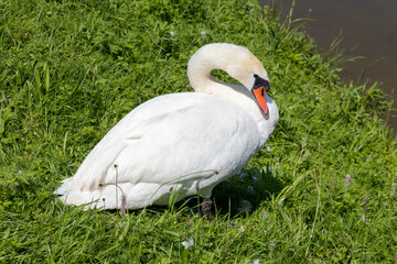 A mute swan, Cygnus olor