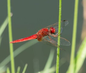 red damselfly resting on a green plant stem