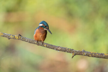 Common Kingfisher (alcedo athis) on branch ready to dive on prey.