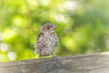Passerine chick out of nest waiting for its parents in the forest.