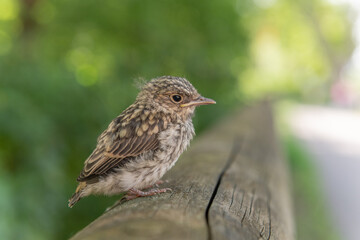 Passerine chick out of nest waiting for its parents in the forest.