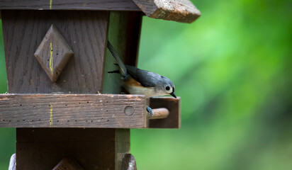 Yard animals and art