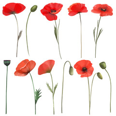 Set of red poppies, wildflowers clipart, isolated illustration on white background