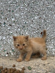 kitten,peachy color cat, cat on the roof