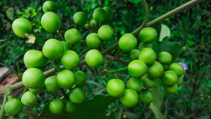 Close up Solanum violaceum with its leaves and branches