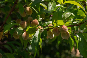 Green, young, ripening fruits of a peach tree on a branch on a sunny day.A green peach on a branch. Green peach fruits on a branch surrounded by green leaves.