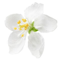 Obraz na płótnie Canvas Apple flower isolated on white background, full depth of field, clipping path
