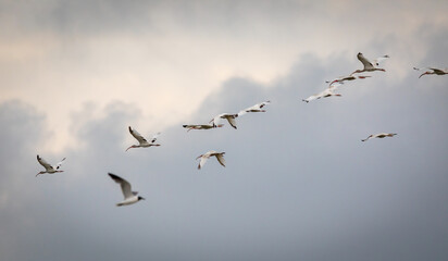 Shorebirds